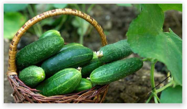Cucumber