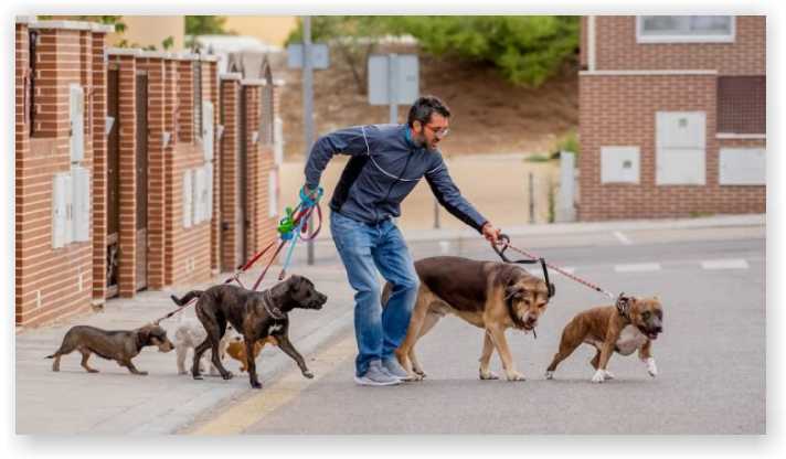 dog walking