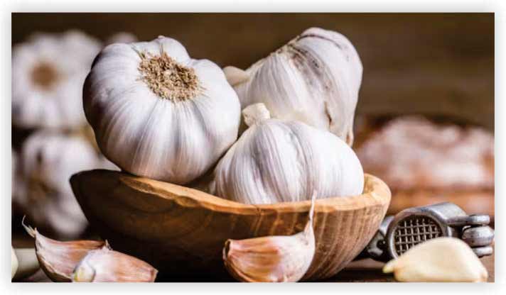 Garlic 