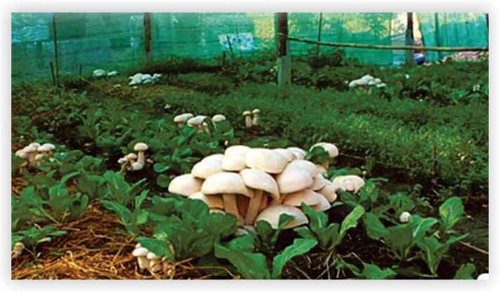 Mushroom Farming