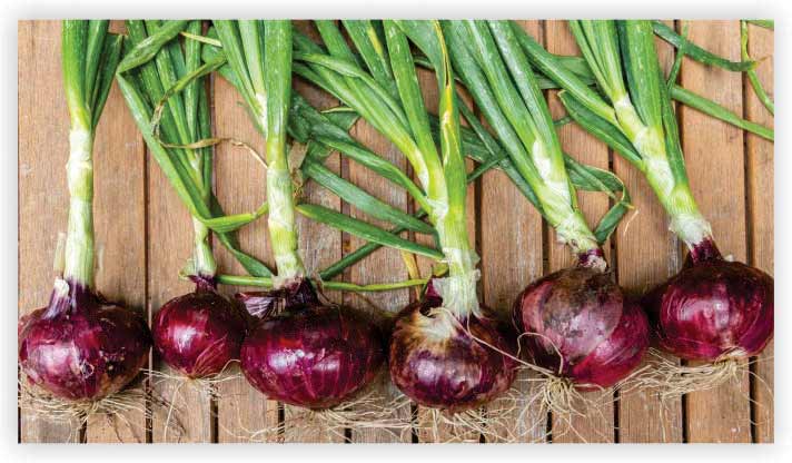 Red Onion